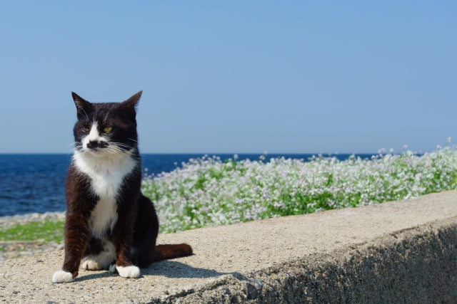 Fukuoka's Cat Island Called Ainoshima