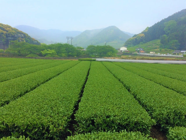 Japanese Tea: The different varieties and how to drink each
