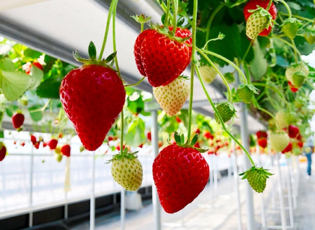 Tochigi Prefecture, Japan's #1 Strawberry Producer