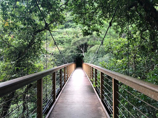 世界自然遺産の森-📍やんばる　沖縄県